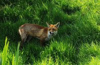 346 - RED FOX 1 - POAD REGINALD - united kingdom